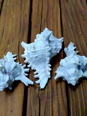Set of 3 Murex Sea Shells (Chicoreus Ramosus). Coastal Beach Decor